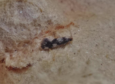 Lichenotinea pustulatella Lichenotinea pustulatella