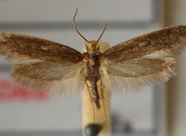 Monopis imella Monopis imella