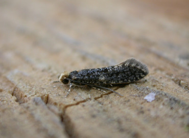 Monopis laevigella Monopis laevigella