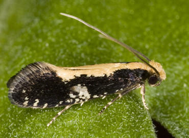 Monopis ustella Monopis ustella