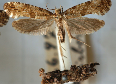 Morophaga choragella Morophaga choragella