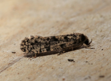 Morophaga morella Morophaga morella