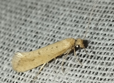 Myrmecozela lutosella Myrmecozela lutosella