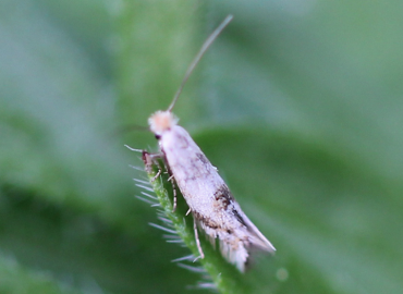 Bucculatrix albedinella