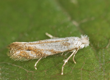 Bucculatrix basifuscella
