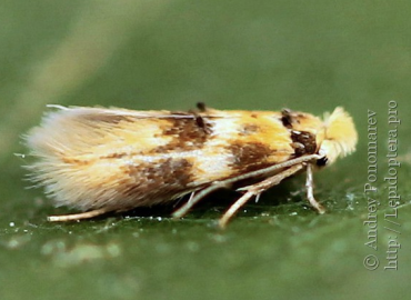 Bucculatrix oppositella