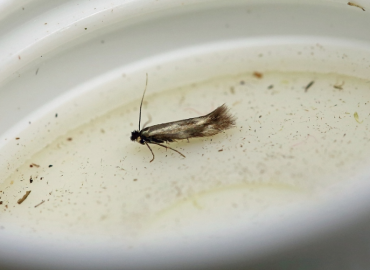 Bucculatrix nigricomella