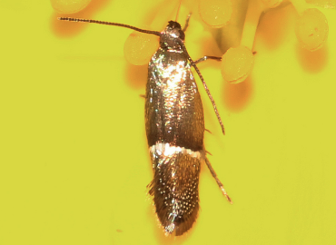 Klimeschia transversella Klimeschia transversella