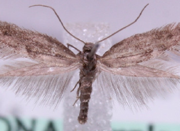 Tinagma anchusellum Tinagma anchusellum