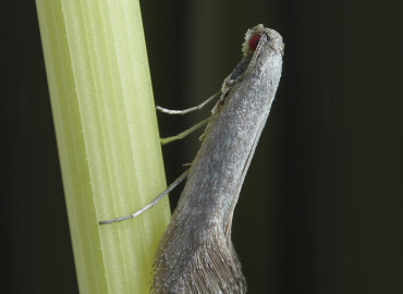 Tinagma ocnerostomellum Tinagma ocnerostomellum