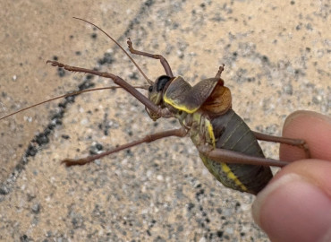 Ephippiger ephippiger