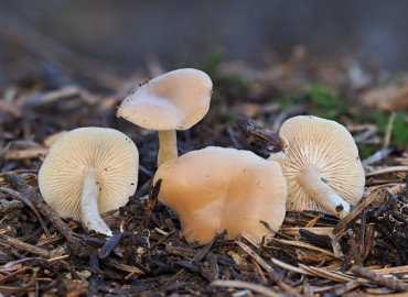 Clitocybe fragrans