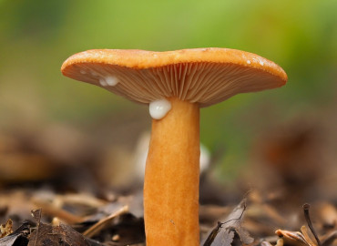 Lactarius aurantiacus