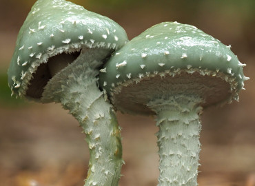 Stropharia aeruginosa