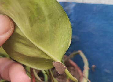 Pochazia shantungensis