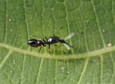 Leptorchestes berolinensis Leptorchestes berolinensis