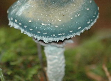 Strophariaceae Strophariaceae