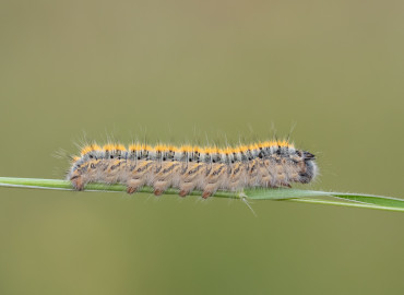 Lasiocampa trifolii (Yonca Tırtılı Güvesi) – Asrın Akıncıoğlu, Kırklareli