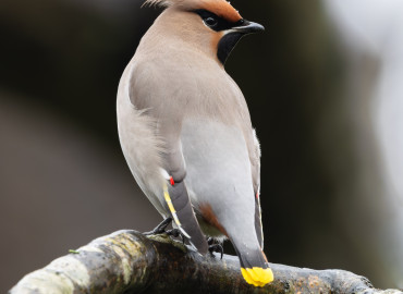 Bombycilla garrulous-İpekkuyruk