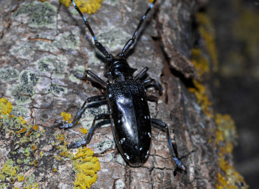 Anoplophora chinensis (Turunçgil Teke Böceği) – can karayel, İstanbul