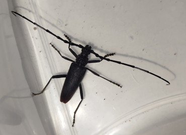 Cerambyx cerdo acuminatus (Motschulsky, 1852)
