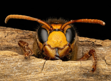 Vespa crabro (Avrupa Eşek Arısı) – can karayel, İstanbul