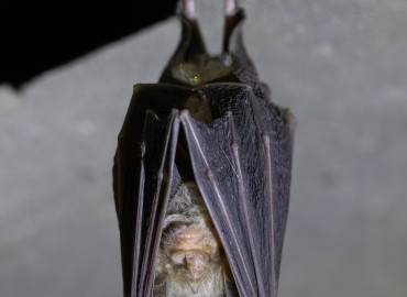 Rhinolophus ferrumequinum